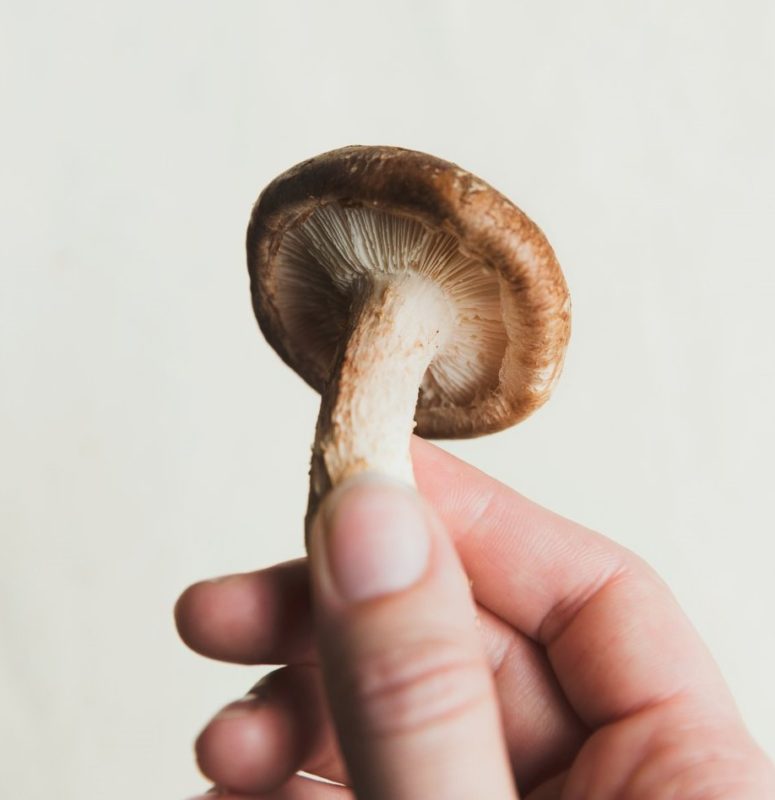 hand holding a mushroom