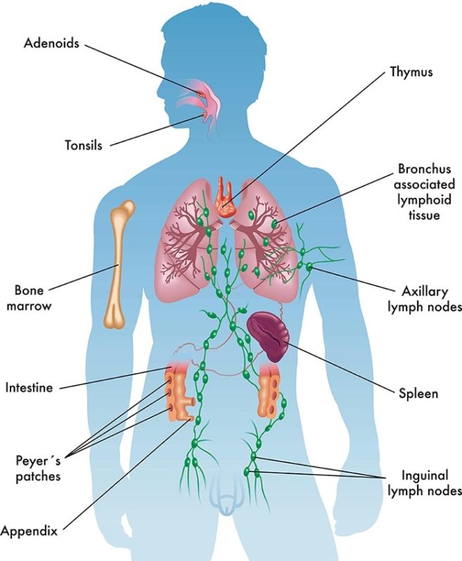 Immune system — Part 1 of biologist Joan Ebsworth's new study project